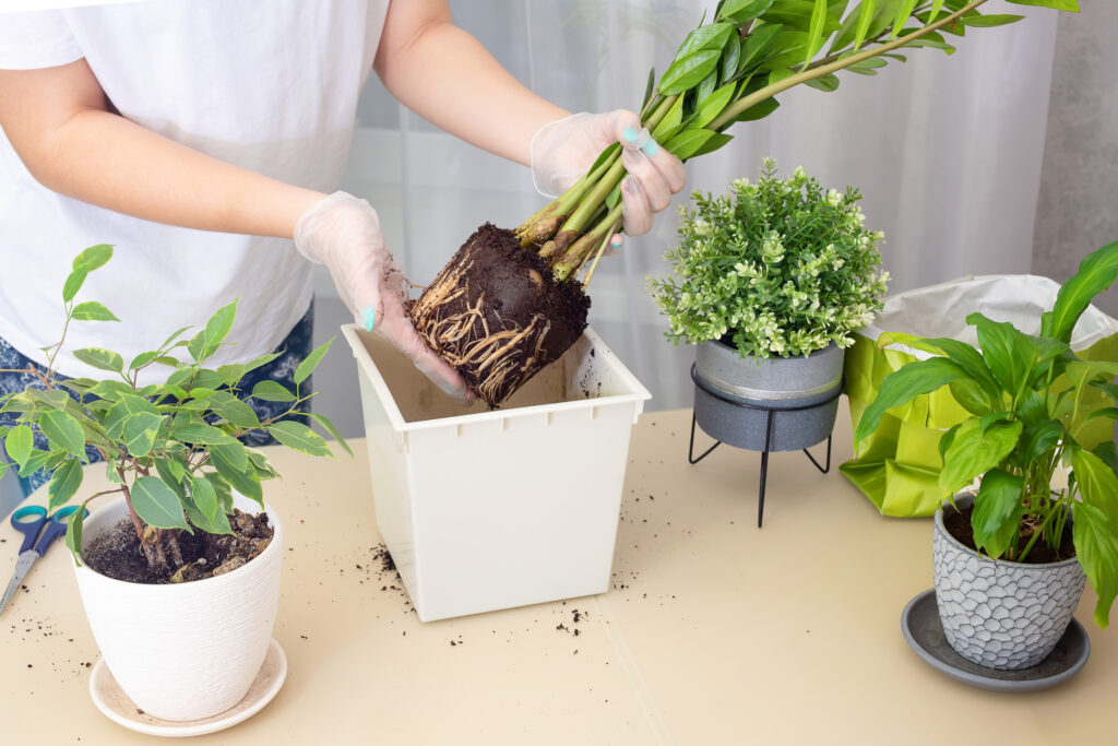 How to Repot a Plant in 7 Easy Steps: A Hassle-free Guide | Plantiful Interiors