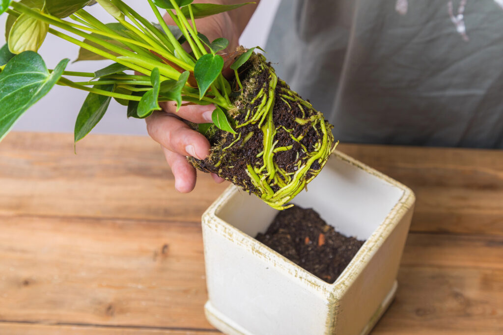 How to Repot a Plant in 7 Easy Steps: A Hassle-free Guide | Plantiful Interiors