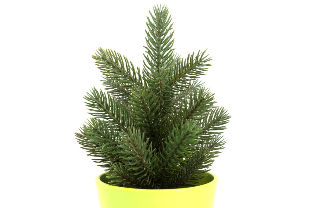 Deck The Halls with These 6 Amazing Plants for Decorating | Plantiful Interiors