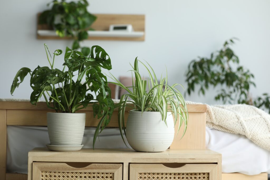 Indoor Plants for Bedrooms to Improve your Sleep Quality | Plantiful Interiors