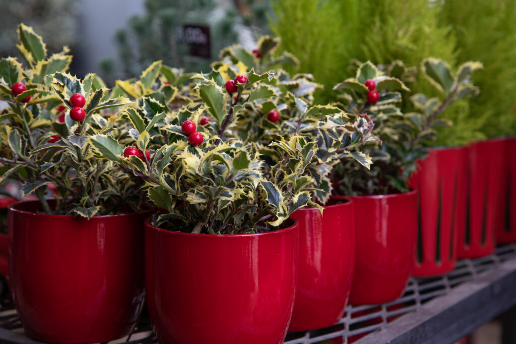 Deck The Halls with These 6 Amazing Plants for Decorating | Plantiful Interiors