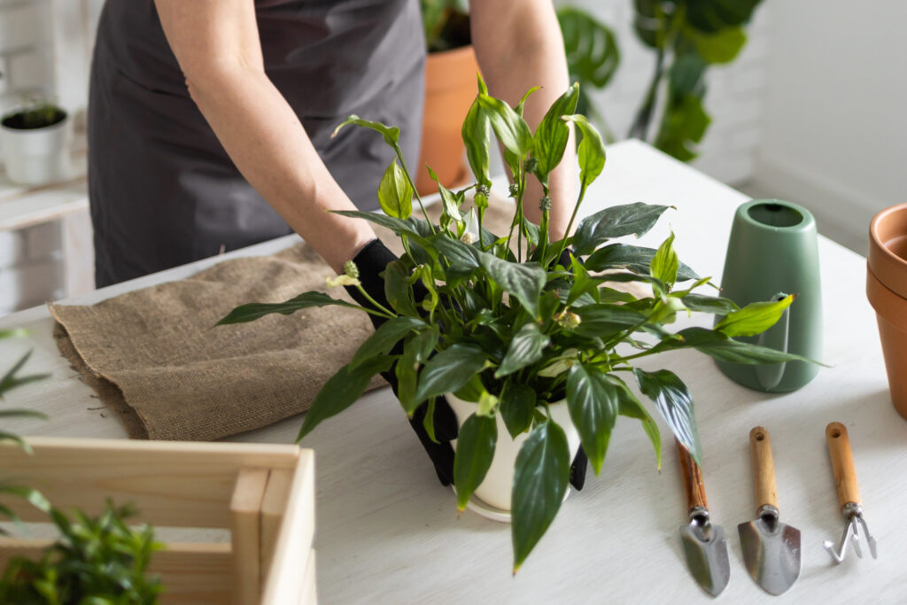 How to Repot a Plant in 7 Easy Steps: A Hassle-free Guide | Plantiful Interiors