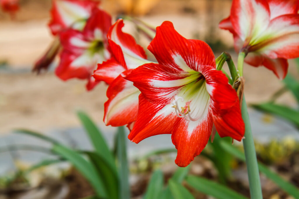 Deck The Halls with These 6 Amazing Plants for Decorating | Plantiful Interiors