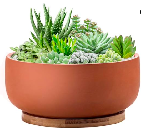Easily Grow Succulents Indoors: Answers To Common Questions | Plantiful Interiors