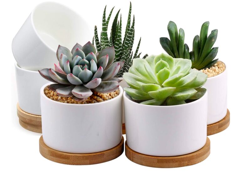 Easily Grow Succulents Indoors: Answers To Common Questions | Plantiful Interiors